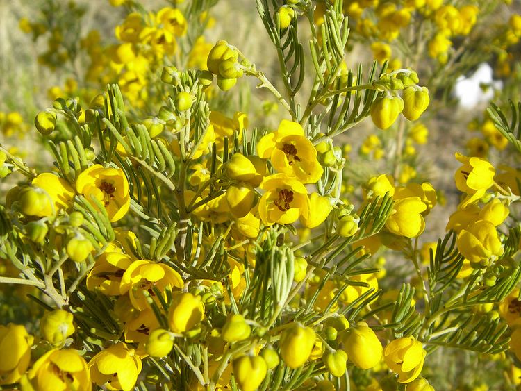 Senna artemisioides SEINet Arizona Chapter Senna artemisioides