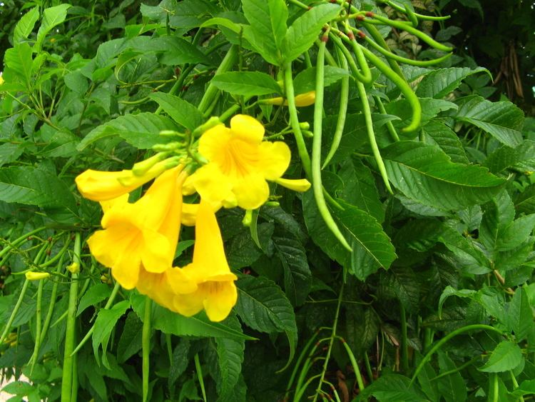 Senna macranthera tropicalthefernsinfoplantimages8f8fcf865ab42