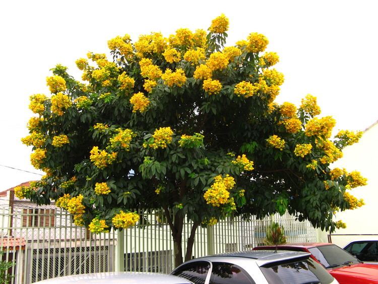 Senna macranthera FileSenna Macranthera Sao Paulo 2jpg Wikimedia Commons