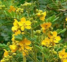 Senna multiglandulosa httpsuploadwikimediaorgwikipediacommonsthu