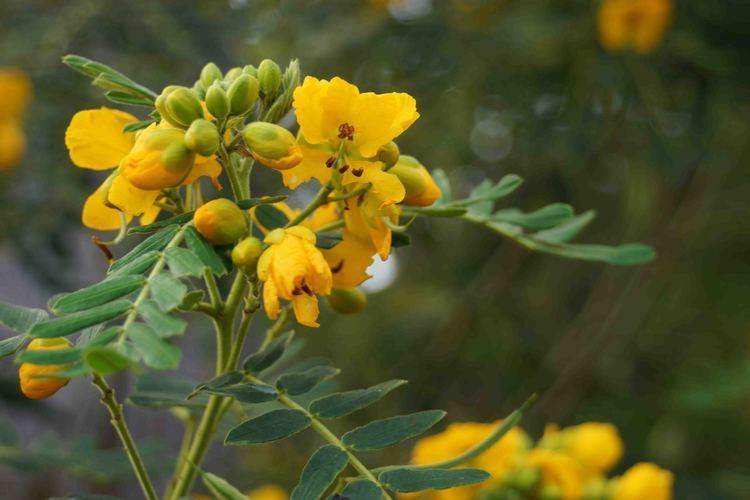 Senna multiglandulosa Senna multiglandulosa Ontario Rock Garden amp Hardy Plant Society