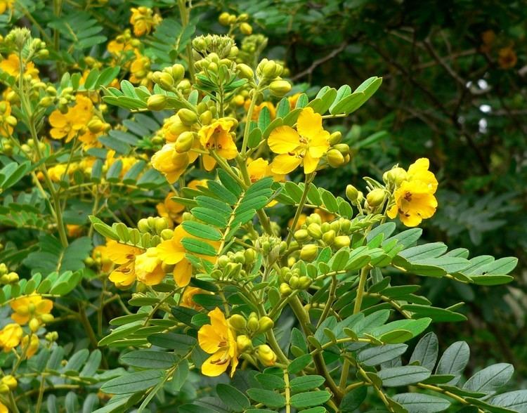 Senna multiglandulosa Senna multiglandulosa Cassia tomentosa Buttercup Bush Downy