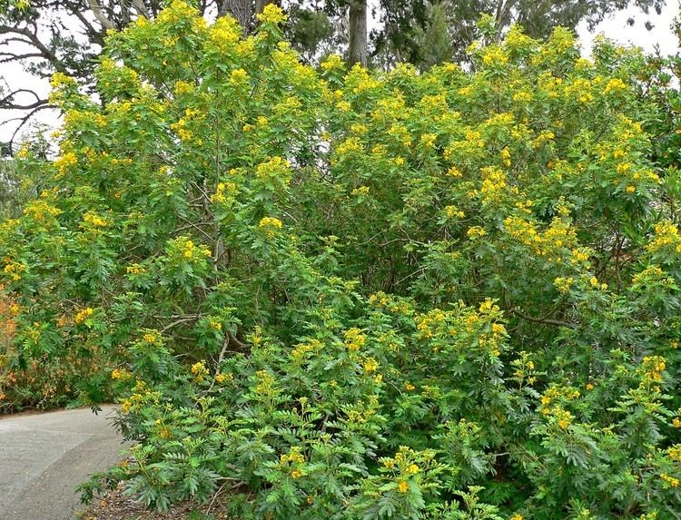 Senna multiglandulosa Senna multiglandulosa Cassia tomentosa Buttercup Bush Downy