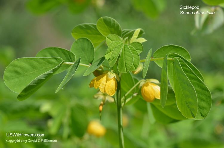 Senna obtusifolia US Wildflower Sicklepod Sicklepod Senna Java Bean Bluntleaf