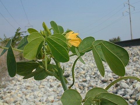 Senna obtusifolia wwwillinoiswildflowersinfoprairiephotoxsickle