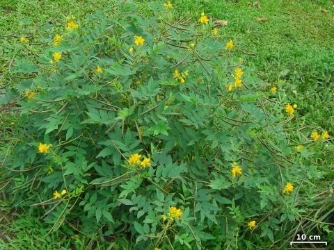 Senna occidentalis Senna occidentalis Useful Tropical Plants