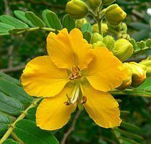Senna (plant) httpsuploadwikimediaorgwikipediacommonsthu