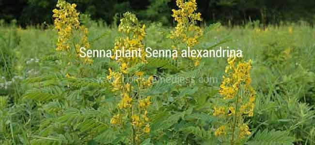 Senna (plant) Senna plant medicinal uses and photos Traditional medicine