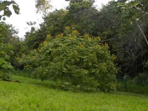 Senna reticulata Senna reticulata Useful Tropical Plants