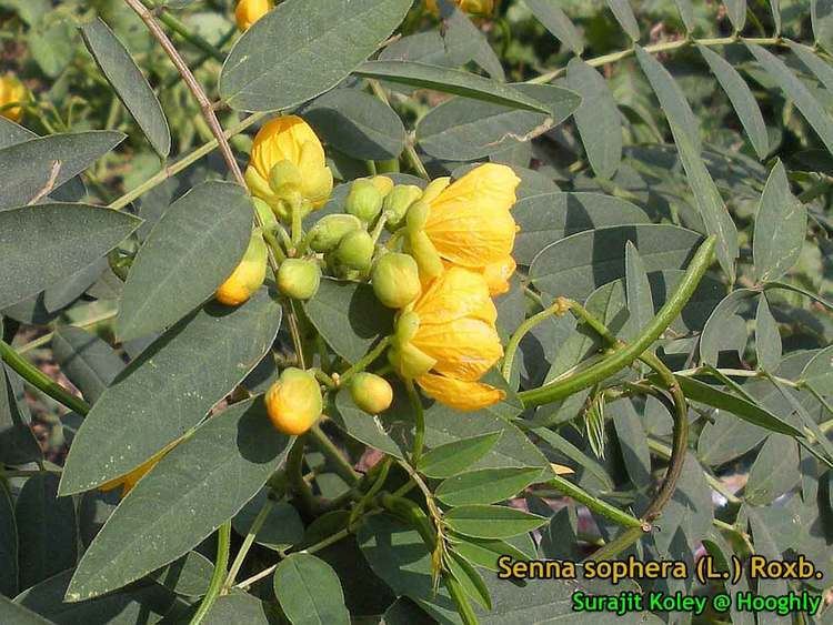 Senna sophera Medicinal Plants Senna sophera Cassia sophera Kaasamarda
