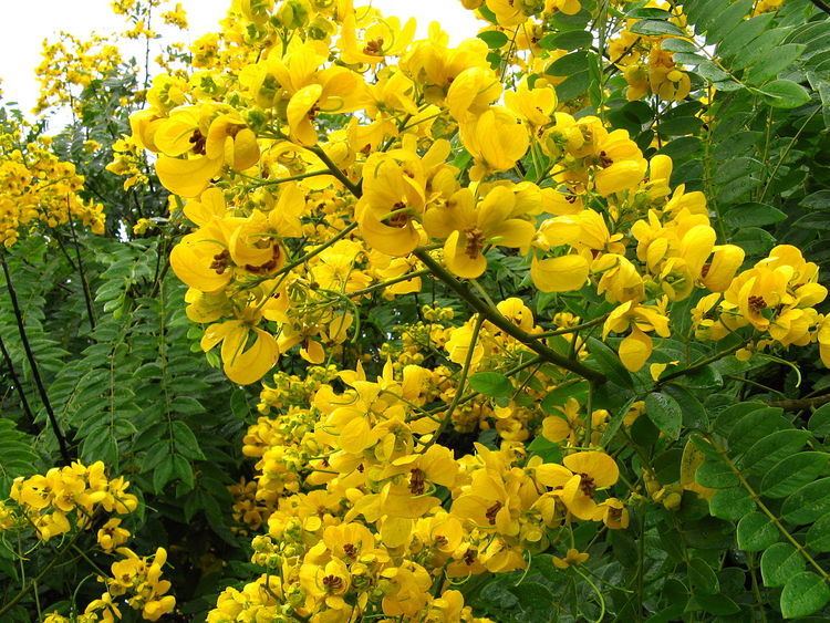 Senna spectabilis FileSenna spectabilis Flowersjpg Wikimedia Commons