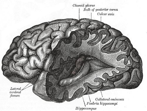 Sensory neuroscience