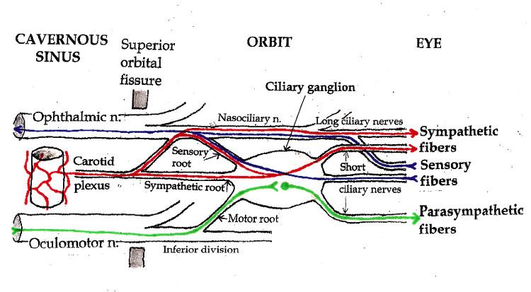 Sensory root of ciliary ganglion
