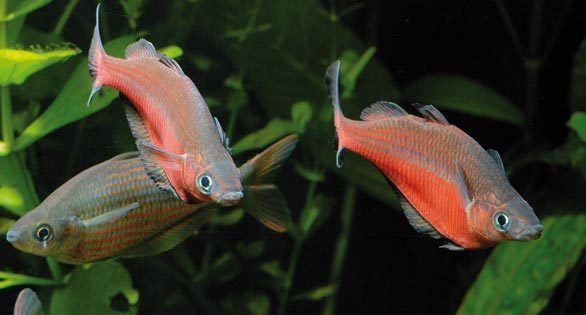 Sentani rainbowfish wwwreef2rainforestcomwpcontentuploads201210