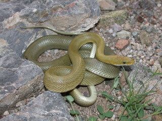 Senticolis Senticolis triaspis Green Rat Snake Discover Life