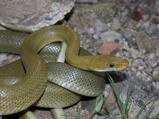 Senticolis Senticolis triaspis Green Rat Snake Discover Life