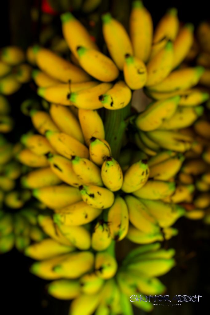 Lots of green and yellow Señorita bananas