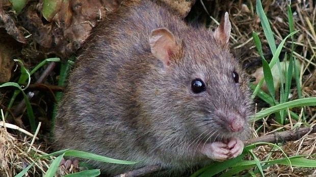 Seoul virus Rare rat virus infects 8 people in US Health CBC News
