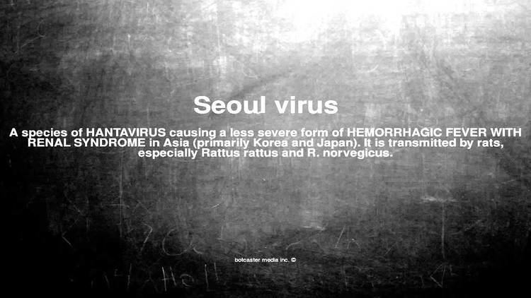Seoul virus Medical vocabulary What does Seoul virus mean YouTube