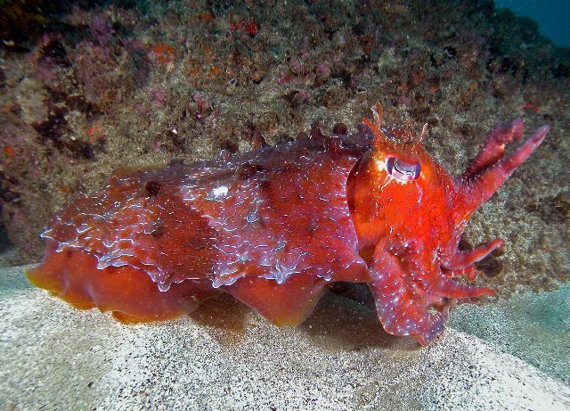 Sepia apama Giant Australian Cuttlefish Sepia apama
