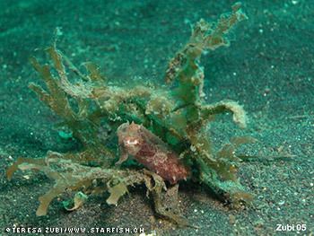 Sepia bandensis Stumpyspined Cuttlefishes Sepia bandensis MarineBioorg