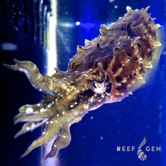 Sepia bandensis Birenbaum39s Bandensis Cuttlefish ReefGen