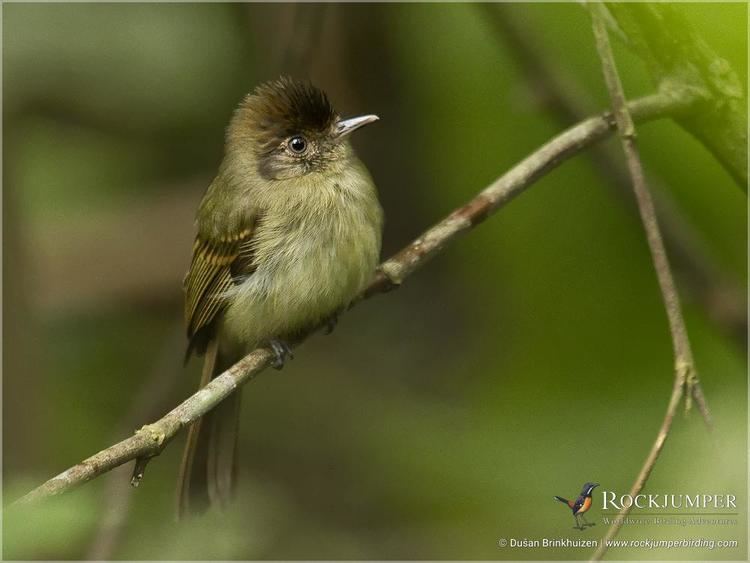 Sepia-capped flycatcher Sepiacapped Flycatcher Leptopogon amaurocephalus Adult perched in