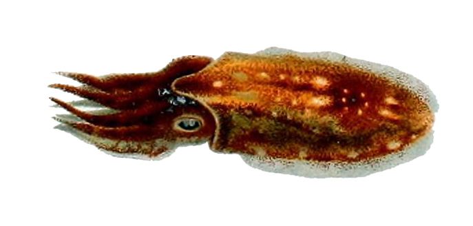 Sepia elegans httpsuploadwikimediaorgwikipediacommons11