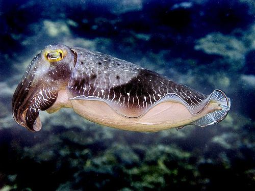 Sepia latimanus Cuttlefish Broadclub Cuttlefish Sepia latimanus P604 Flickr