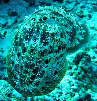 Sepia latimanus Broadclub Cuttlefishes Sepia latimanus MarineBioorg