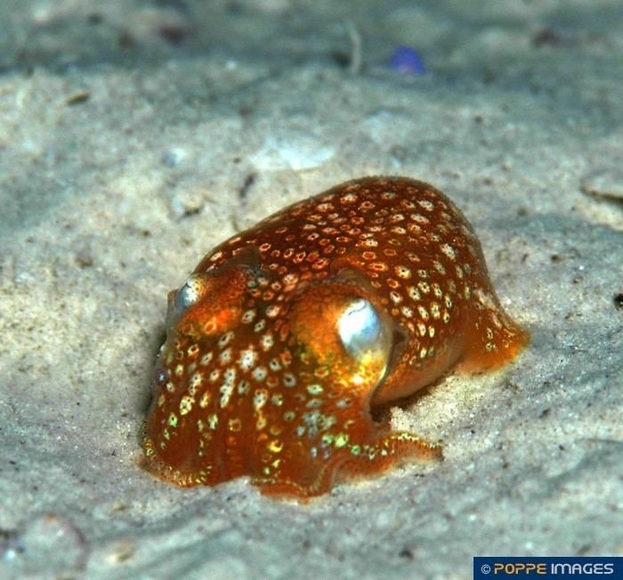 Sepiadariidae Squids SEPIADARIIDAE Sepiadarium kochii Marine Iconography of