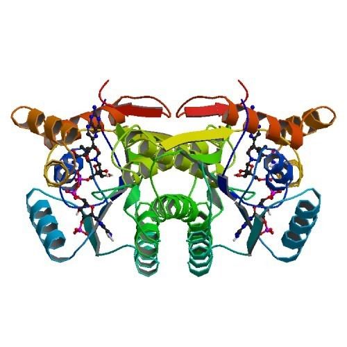 Sepiapterin reductase RCSB PDB 1SEP MOUSE SEPIAPTERIN REDUCTASE COMPLEXED WITH NADP AND
