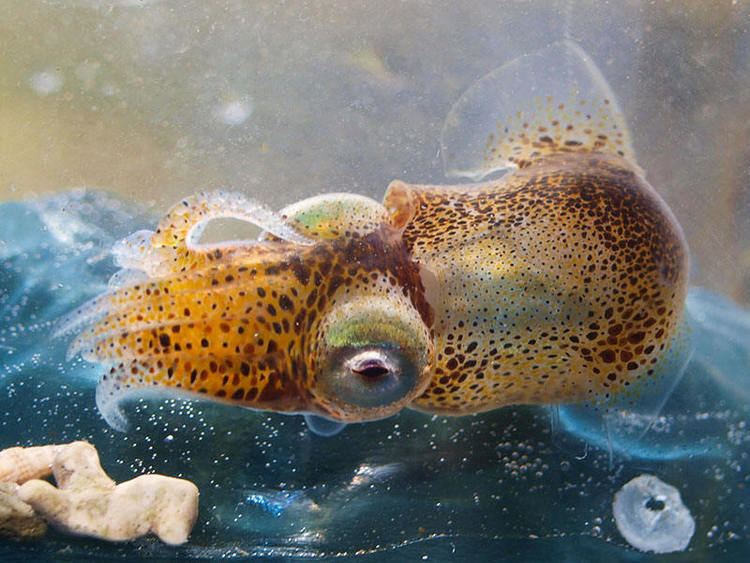 Sepiola atlantica Photos of Sepiola atlantica Bobtail squid