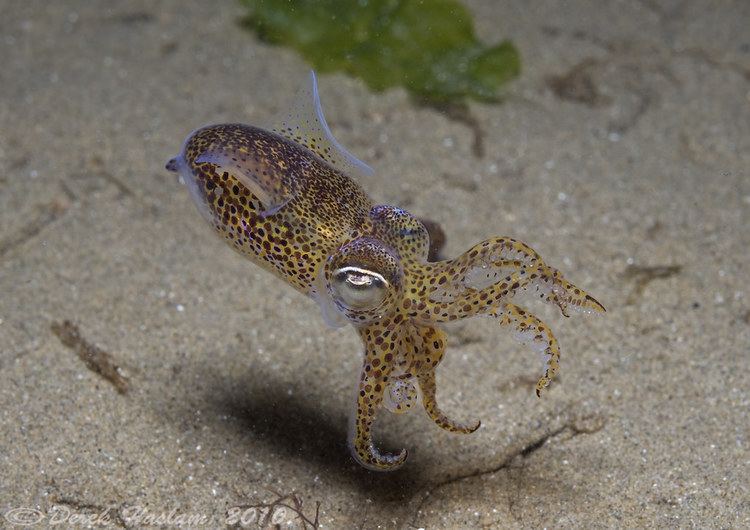 Sepiola atlantica Little cuttlefish Sepiola atlantica Night dive D3 60mm Flickr