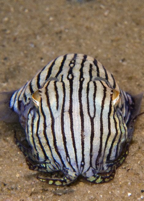 Sepioloidea lineolata Cephalapods of Nelson Bay