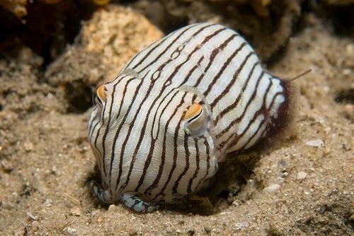 Sepioloidea lineolata Striped Pyjama Squid Strange Animals