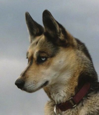 Seppala Siberian Sleddog Seppala Siberian Sleddog Dog Breed Information and Pictures