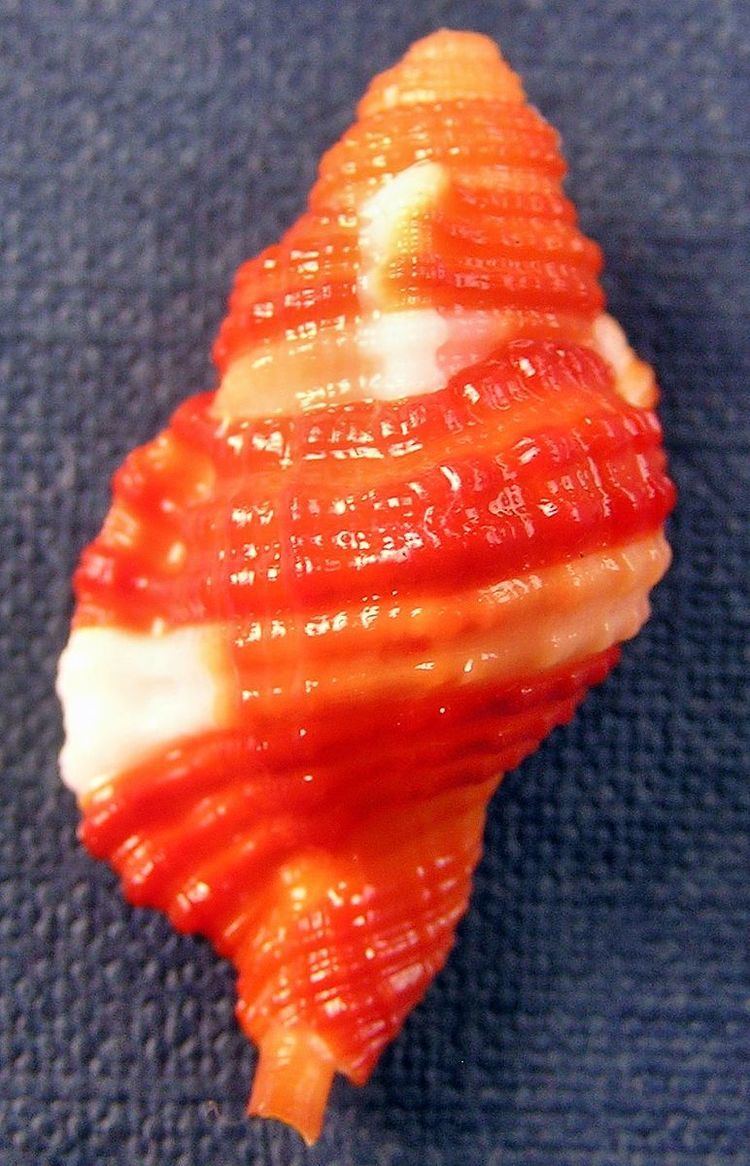 Septa (gastropod)