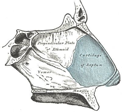 Septal nasal cartilage