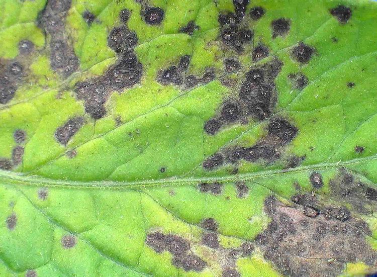 Septoria Septoria leaf spot on tomatoes