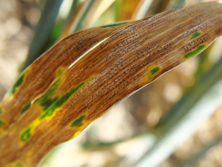 Septoria Septoria tritici blotch STB of wheat