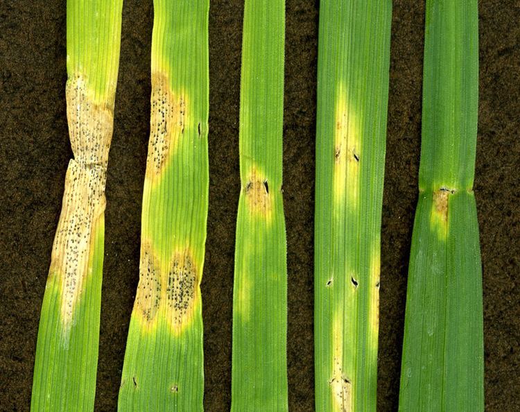 Septoria Septoria tritici blotch STB of wheat