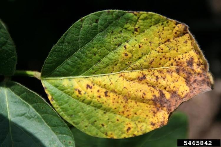 Septoria glycines Septoria leaf spot Septoria glycines in Southern Plant Diagnostic