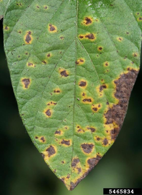 Septoria glycines Septoria leaf spot Septoria glycines in Southern Plant Diagnostic
