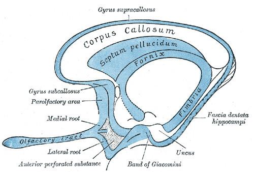 Septum pellucidum