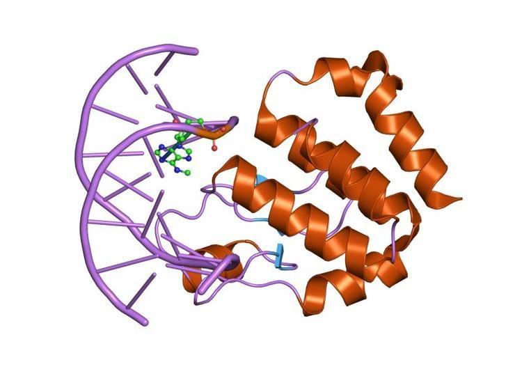 SeqA protein domain