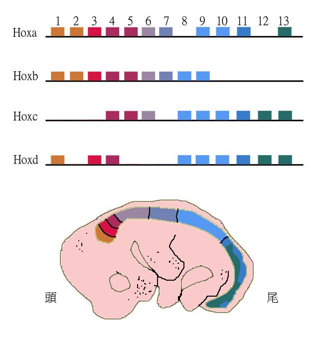 Sequence homology