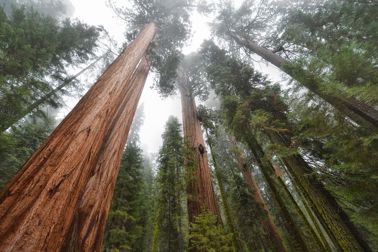 Sequoia National Forest Sequoia National Park Frankie Foto