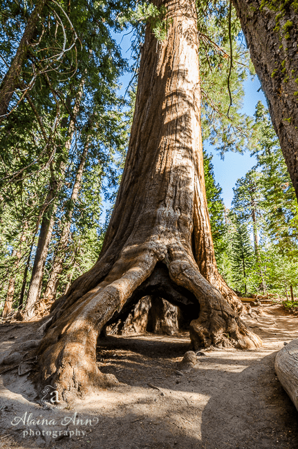Sequoia National Forest alainaannphotographycomwpcontentuploads20140