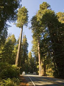 Sequoia sempervirens httpsuploadwikimediaorgwikipediacommonsthu
